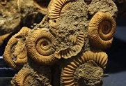 Ammonite