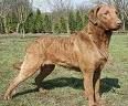 Chesapeake Bay Retriever