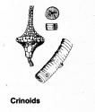 Crinoids