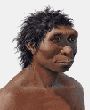 Homo Ergaster (Turkana Boy)