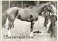 Tanya the Filly, 1905