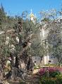 Garden of Gethsemane