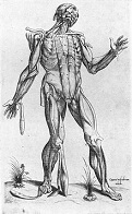 'Compendiosa Totius Anatomie Delineato', by Thomas Geminus (1510-62), 1545
