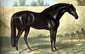 Godolphin Arabian (1724-54)