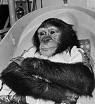 Ham the Chimpanzee, 1961