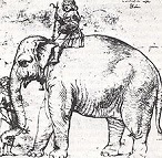 Hanno the Elephant (1510-16)