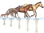 Horse Evolution