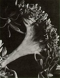 'Photograph of a Succulent Plant', by Imogen Cunningham (1883-1976), 1920