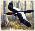 Ivory-Billed Woodpecker