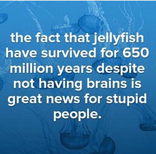 Jellyfish Brains