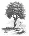 The Liberty Tree in Boston, 1765