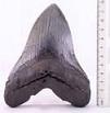 Megalodon Tooth - 6 in.