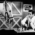 The Mister Ed Show, 1961-6