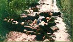 My Lai Massacre, Mar. 16, 1968