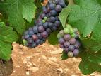 Pinot Noir Grapes