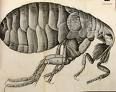 'Drawing of a Flea' by Robert Hooke (1635-1703), 1665