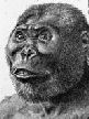 Paranthropus Robustus