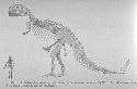 First Drawing of T-Rex, by Henry F. Osborn (1857-1935), 1905